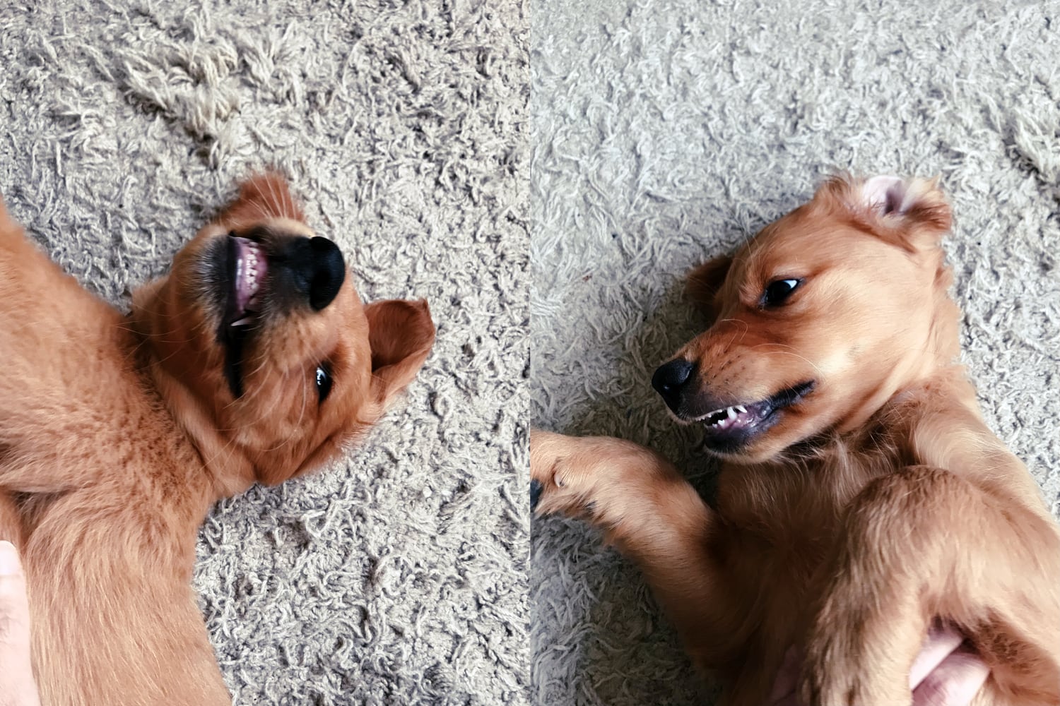 A snapping puppy